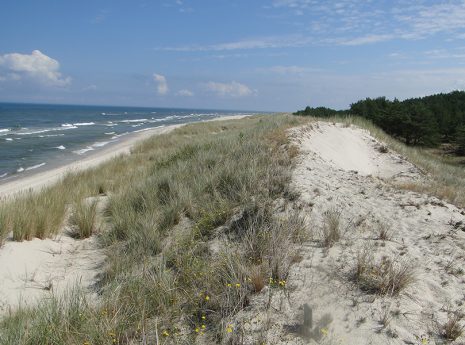 Sweco będzie prowadziło działania przyrodnicze na terenach wojskowych w obszarze Natura 2000